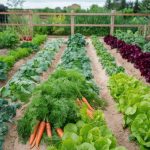 Petit jardin, rendement maximum : quels légumes et quelles techniques utiliser